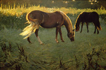 Equine