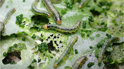 【特殊報】アブラナ科野菜にケブカニセノメイガ県内で初めて確認　島根県.jpg