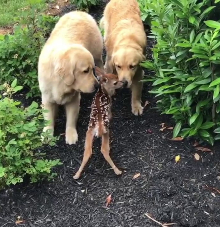 La divertida y sorprendente amistad entre dos golden retriever y un cervatillo