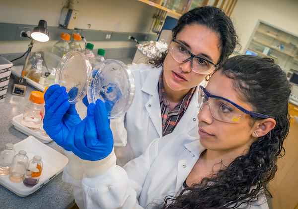 An intern and mentor examine petri dishes in a lab setting.