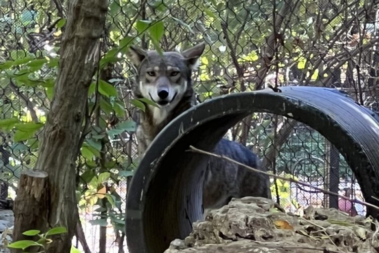 poco red wolf