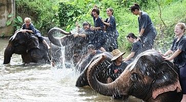 elefanti-chiang-mai