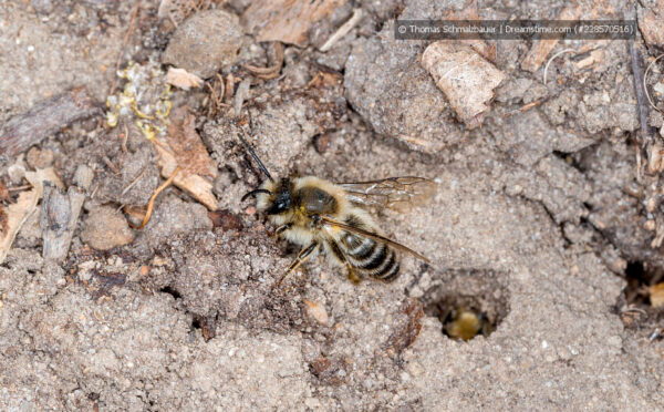 Sandarium: Ein Paradies für Wildbienen und andere Insekten