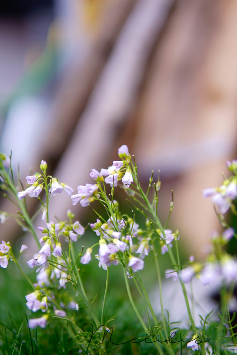 Blumen im Garten