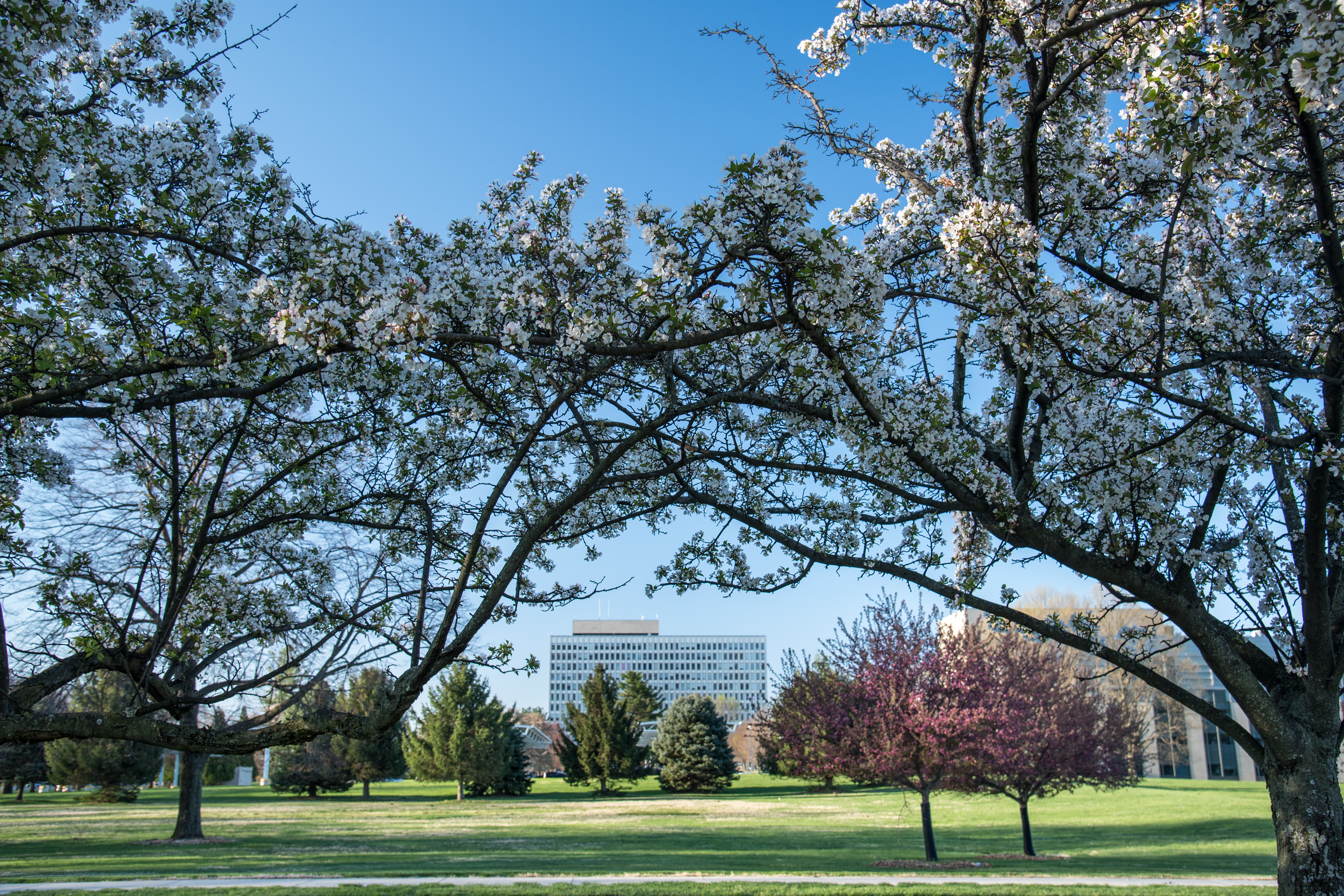 Administration building in the background. Foreground: Trees.