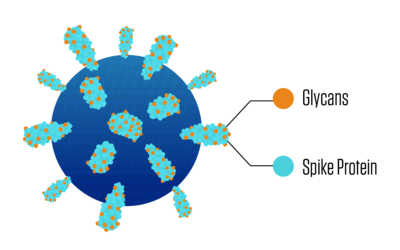 A close-up of a virus particle shows spikes protruding from the particle's surface and blobby sugars that cling to the spikes.