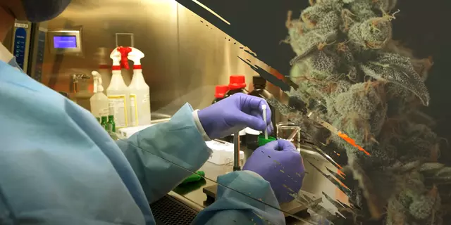 A researcher's hands holding a vial in the lab are juxtaposed with a cannabis plant. 