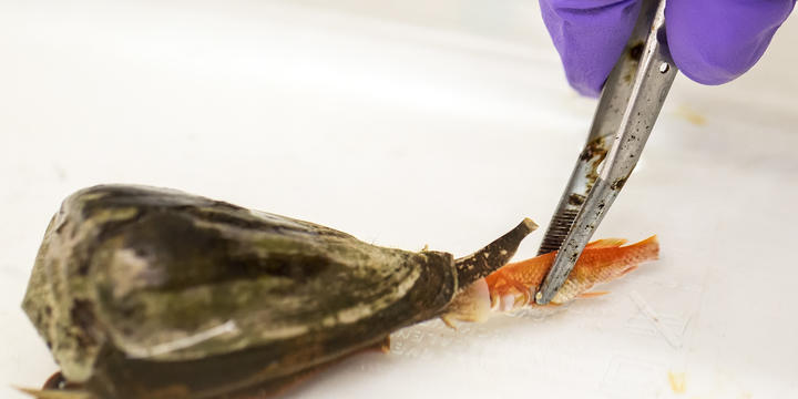 cone snail eating a fish