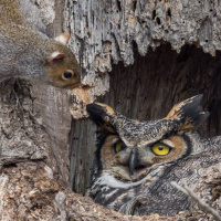 Squirrel meets Owl