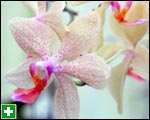 Moth orchid