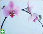 Moth orchid