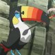 Kahili's Toucannon