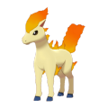 Ponyta