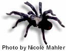 tarantula