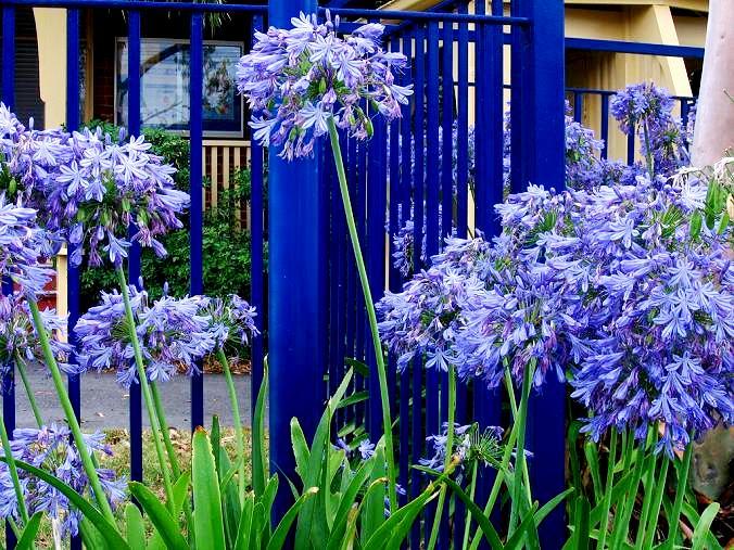 Agapant - Agapanthus