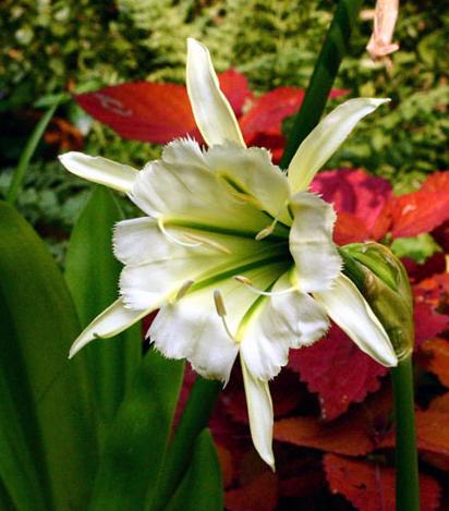 Błonczatka - Ismene, Hymenocallis