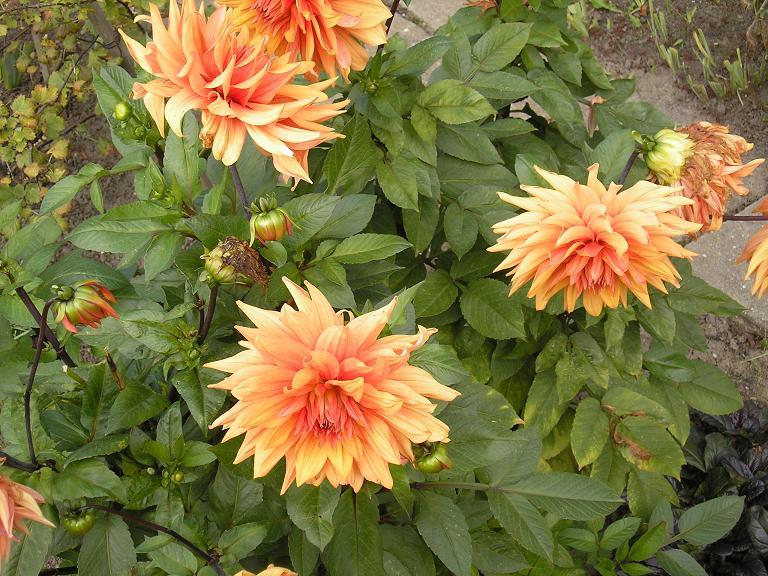 Dalia, Dalie Georginia – Dahlia