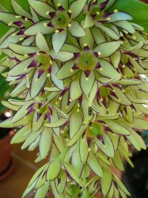 Eukomis dwubarwna, Lilia grzywiasta - Eucomis bicolor