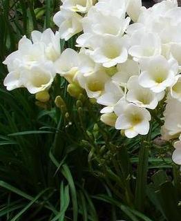 Frezja ogrodowa, Frezje – Freesia hybrida