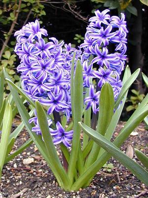 Hiacynt, Hiacynty - Hyacinthus