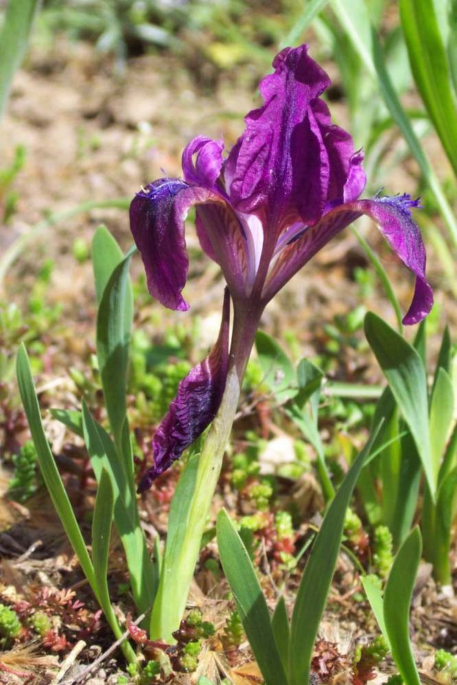 Kosaciec niski, Irys - Iris pumila