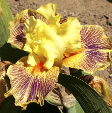 Kosaciec pstry Irys - Iris variegata