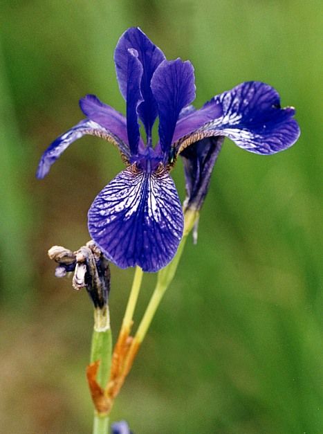 Kosaciec syberyjski Irys - Iris sibirica