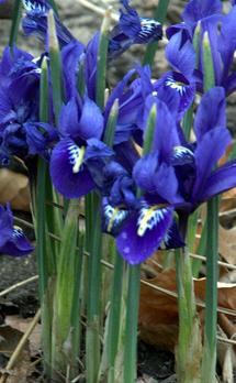 Kosaciec żyłkowany Irys – Iris reticulata