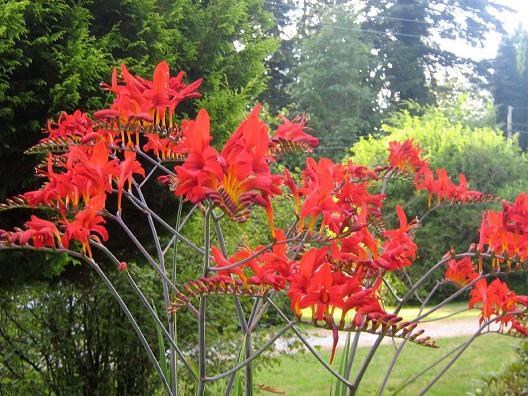 Krokosmia  – Crocosmia  