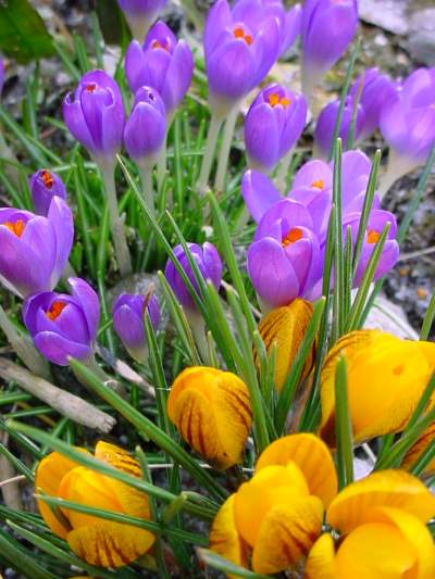 Krokus Krokusy  - Crocus