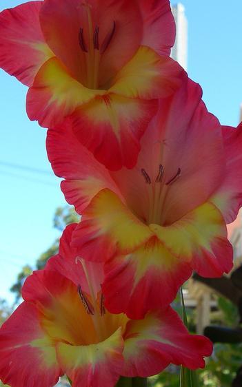 Mieczyk, Mieczyki (Gladiola) – Gladiolus