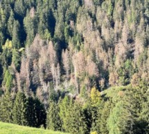 Anhörung zu Borkenkäfer