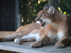 Puma, Zoo