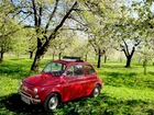 Fiat 500, Sad, Trawa