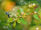 Ważka, Roślina, Bokeh