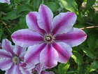 Clematis