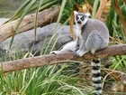 Lemur, Konar, Trawa