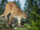 Puma, Skała