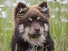 Łąka, Pies, Fiński, Lapphund