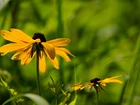 Żółte, Kwiaty, Rudbekia