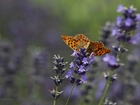 Lawenda, Motyl, Pomarańczowy