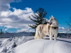 Siberian Husky, Pies, Zima, Krajobraz