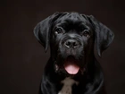 Czarny, Pies, Szczeniak, Cane Corso, Język