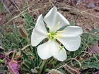 Oenothera