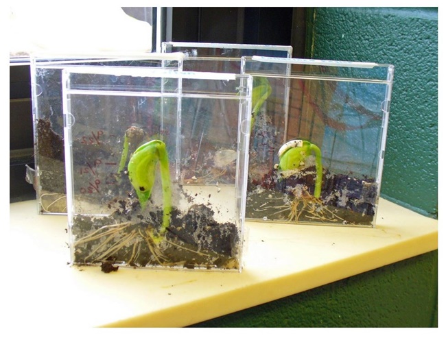 Growing Plants in the Classroom Just Got Cooler - Teach Junkie