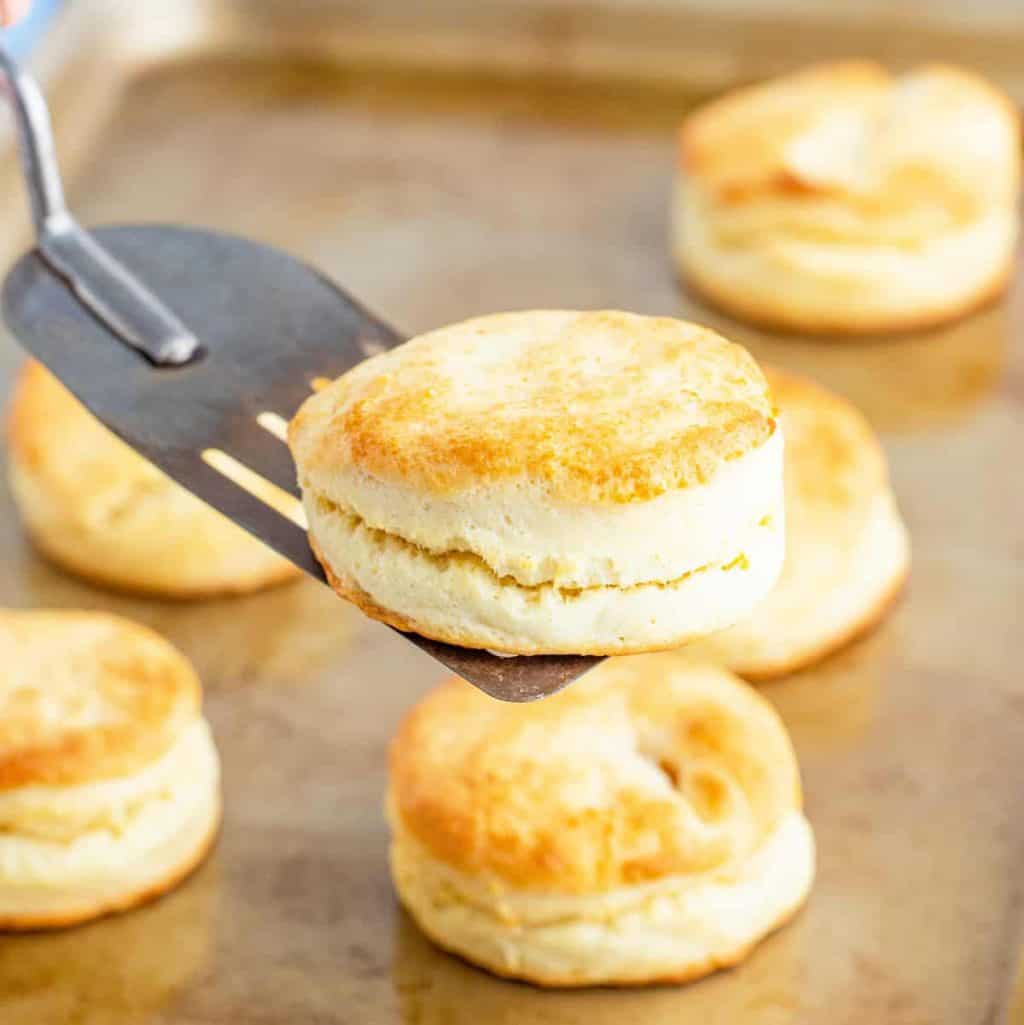 a cream biscuit shown on a silver spatula and being held over a baking sheet of baked biscuits