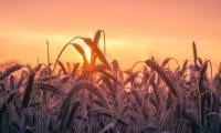 Expert hails agreement on wheat innovation