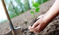 Tree plantation drive launched in Lakki