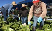 Trump’s deportation threats send shivers through farmworkers