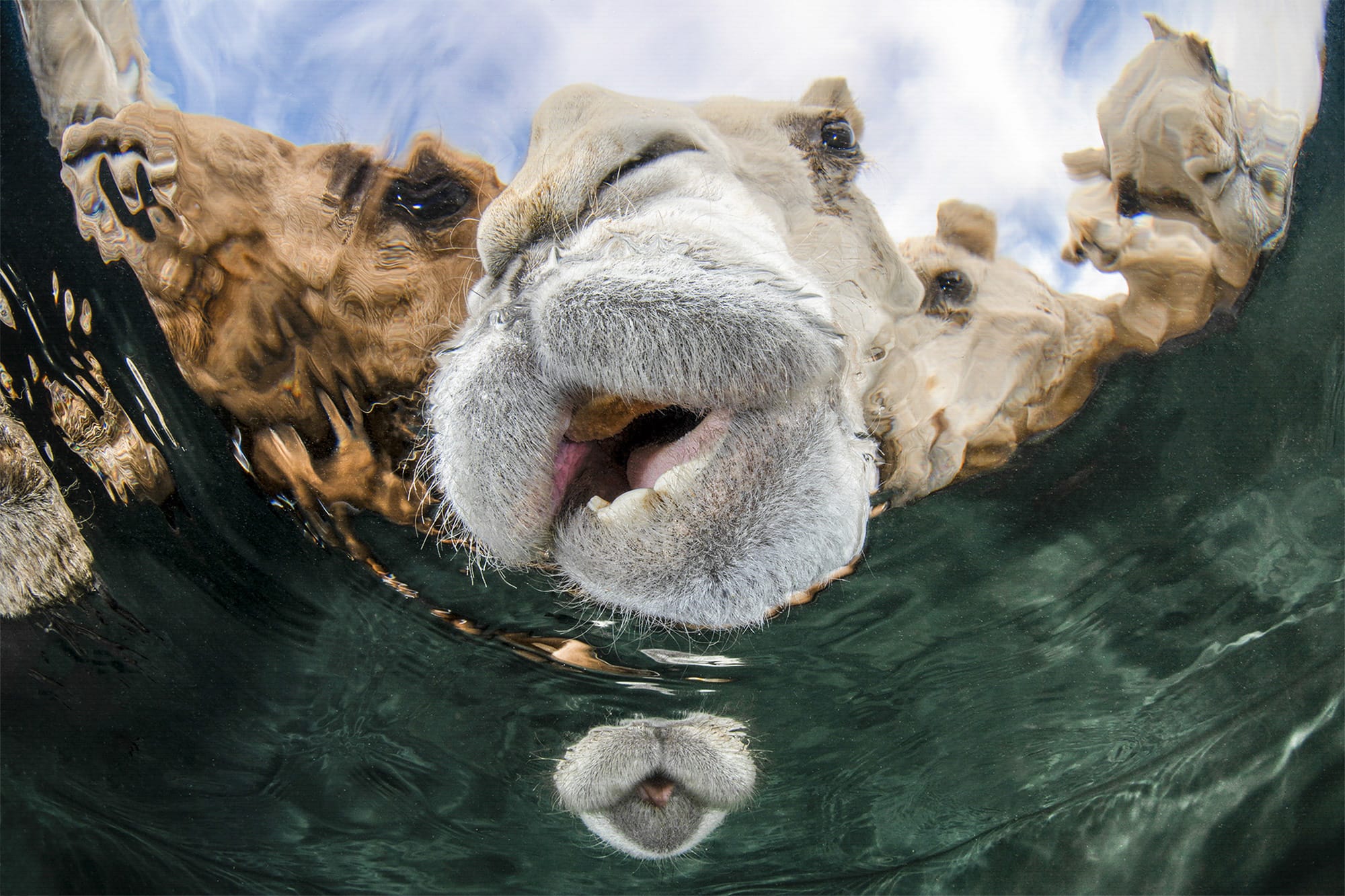 The Underwater Photographer of the Year Celebrates 60 Years of Wildlife Diversity